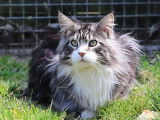 Chat Maine Coon adulte, mâle black silver et blanc prêt à saillir