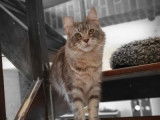 Une chatte Maine Coon adulte de 4 ans au pelage blue silver mackerel tabby disponible &agrave; la vente
