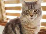 Une chatte Maine Coon adulte de 4 ans au pelage blue silver mackerel tabby disponible &agrave; la vente