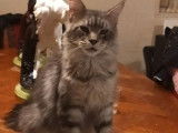 Une chatte Maine Coon adulte de 4 ans au pelage blue silver mackerel tabby disponible &agrave; la vente