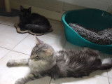 Une chatte Maine Coon adulte de 4 ans au pelage blue silver mackerel tabby disponible &agrave; la vente