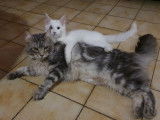 Une chatte Maine Coon adulte de 4 ans au pelage blue silver mackerel tabby disponible &agrave; la vente