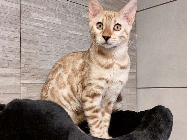 Trois chatons Bengal (2 femelles et 1 mâle), nés en juin 2021 à acheter