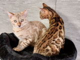 Trois chatons Bengal (2 femelles et 1 mâle), nés en juin 2021 à acheter