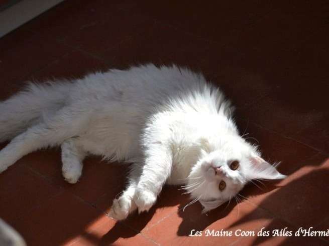 Une chatte adulte Maine Coon blanche de 2 ans à vendre