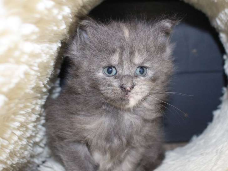 À réserver : une chatonne Maine Coon blue tortie smoke, née en septembre 2021