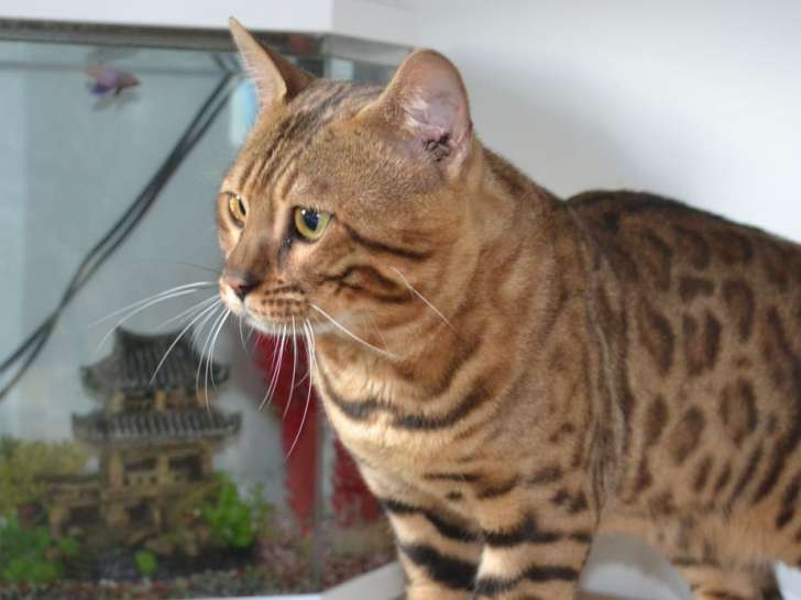 Un chat mâle adulte Bengal de 2 ans de couleur brown tabby motif rosettes à vendre