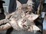 À vendre : deux chatons Maine Coon mâles blue mackerel tabby nés en juin 2021