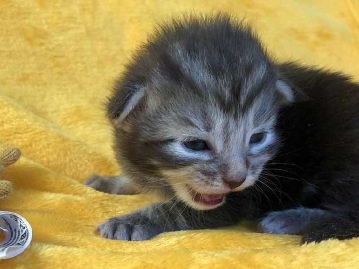 À réserver : cinq chatons mâles Maine Coon nés en septembre 2021
