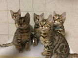 &Agrave; vendre : trois chatons Bengal brown tabby &agrave; motif rosettes (1 femelle et 2 m&acirc;les) n&eacute;s en juin 2021