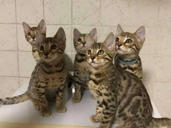 À vendre : trois chatons Bengal brown tabby à motif rosettes (1 femelle et 2 mâles) nés en juin 2021
