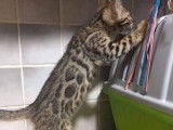 &Agrave; vendre : trois chatons Bengal brown tabby &agrave; motif rosettes (1 femelle et 2 m&acirc;les) n&eacute;s en juin 2021