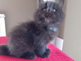 À réserver : 6 chatons Ragdoll croisés Maine Coon (3 mâles et 3 femelles), nés en septembre 2021