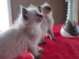 À réserver : 6 chatons Ragdoll croisés Maine Coon (3 mâles et 3 femelles), nés en septembre 2021