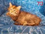 &Agrave; vendre : trois chatons Maine Coon (2 m&acirc;les et 1 femelle), n&eacute;s en juillet 2021