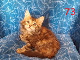 &Agrave; vendre : trois chatons Maine Coon (2 m&acirc;les et 1 femelle), n&eacute;s en juillet 2021