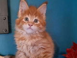 Quatre chatons Maine Coon (2 m&acirc;les et 2 femelles), n&eacute;s en ao&ucirc;t 2021, disponibles &agrave; la r&eacute;servation