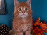 Quatre chatons Maine Coon (2 m&acirc;les et 2 femelles), n&eacute;s en ao&ucirc;t 2021, disponibles &agrave; la r&eacute;servation