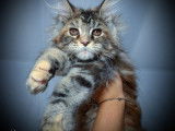 À réserver : une chatonne Maine Coon black tortie silver blotched tabby née en juillet 2021