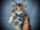 À réserver : une chatonne Maine Coon black tortie silver blotched tabby née en juillet 2021