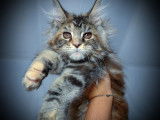 À réserver : une chatonne Maine Coon black tortie silver blotched tabby née en juillet 2021