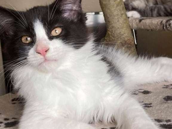 Un chaton mâle Maine Coon noir & blanc né en mai 2021 disponible de suite