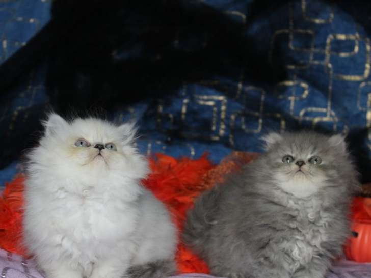 Deux chatons British Longhair silver shaded (mâle et femelle), nés en septembre 2021, disponibles à la réservation