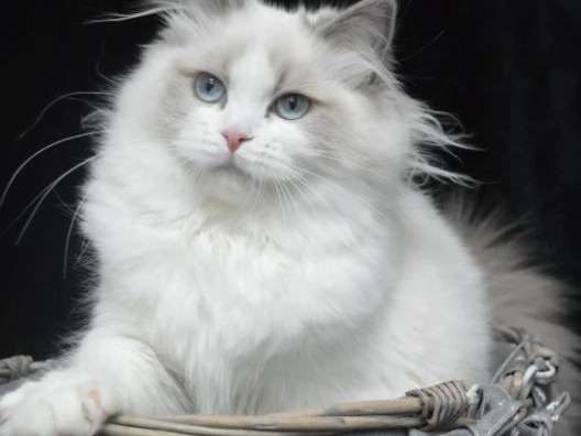 À réserver : une chatte adulte Ragdoll de 4 ans, de couleur bleu bicolore