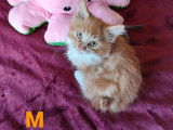 Chaton Manx et Cymric &agrave; vendre