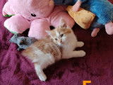Chaton Manx et Cymric &agrave; vendre