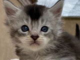 4 chatons Maine Coon m&acirc;les n&eacute;s en juillet 2021 &agrave; r&eacute;server