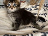 4 chatons Maine Coon m&acirc;les n&eacute;s en juillet 2021 &agrave; r&eacute;server