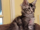 Vente d’un chaton mâle Maine Coon Black Silver Blotched Tabby