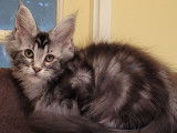 Vente d’un chaton mâle Maine Coon Black Silver Blotched Tabby