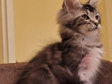 Vente d’un chaton mâle Maine Coon Black Silver Blotched Tabby