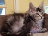 Vente d’un chaton mâle Maine Coon Black Silver Blotched Tabby