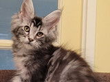 Vente d’un chaton mâle Maine Coon Black Silver Blotched Tabby