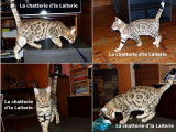 Trois chatons Bengal brown rosetted/spotted  n&eacute;s en mai 2021 disponibles de suite