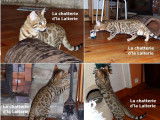 Trois chatons Bengal brown rosetted/spotted  n&eacute;s en mai 2021 disponibles de suite