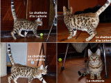 Trois chatons Bengal brown rosetted/spotted  n&eacute;s en mai 2021 disponibles de suite