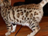 Trois chatons Bengal brown rosetted/spotted  n&eacute;s en mai 2021 disponibles de suite