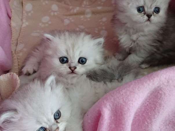 Trois chatons Persan nés en juillet 2021 à réserver