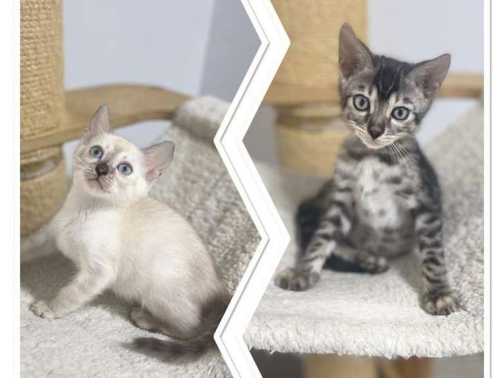 2 chatons Bengal charcoal nés en juillet 2021 en attente de réservation