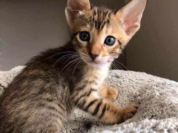 À réserver 5 chatons Savannah fauves nés en septembre 2021