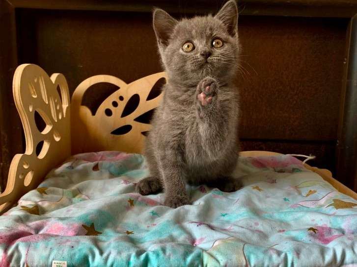 4 chatons Scottish Straight bleu ou fawn nés en août 2021 disponible à la réservation