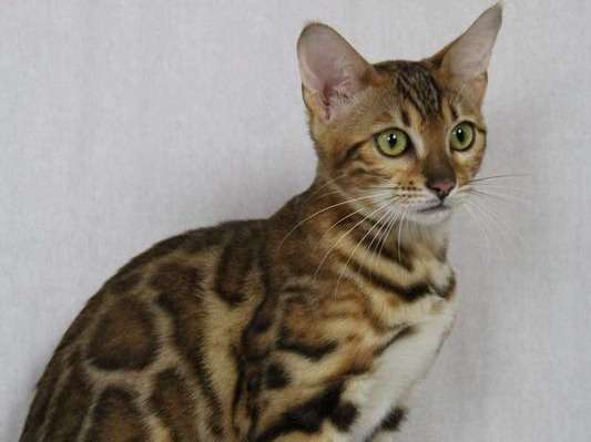 Une chatte Bengal brown marbled tricolore de 3 ans née en juin 2018 à céder