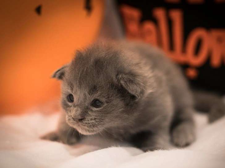 7 chatons Maines Coon nés en septembre 2021 à réserver