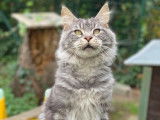 À céder une chatte Maine Coon black silver mackerel tabby de 2 ans (née en 2019)