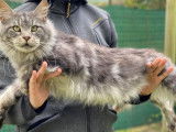 À céder une chatte Maine Coon black silver mackerel tabby de 2 ans (née en 2019)