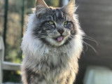 À céder une chatte Maine Coon black silver mackerel tabby de 2 ans (née en 2019)